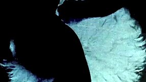Blowjobs of yesteryear and bush Pix in vintage sex film